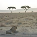 Serengeti - Kati Kati Tented Camp