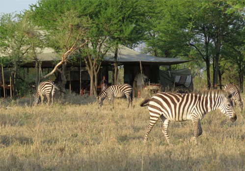 Tansania Safaris