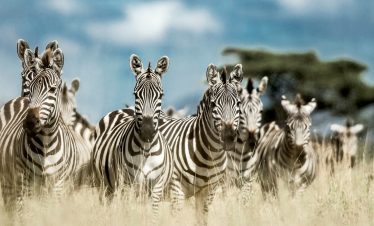 6 Days Northern Circuit Safari
