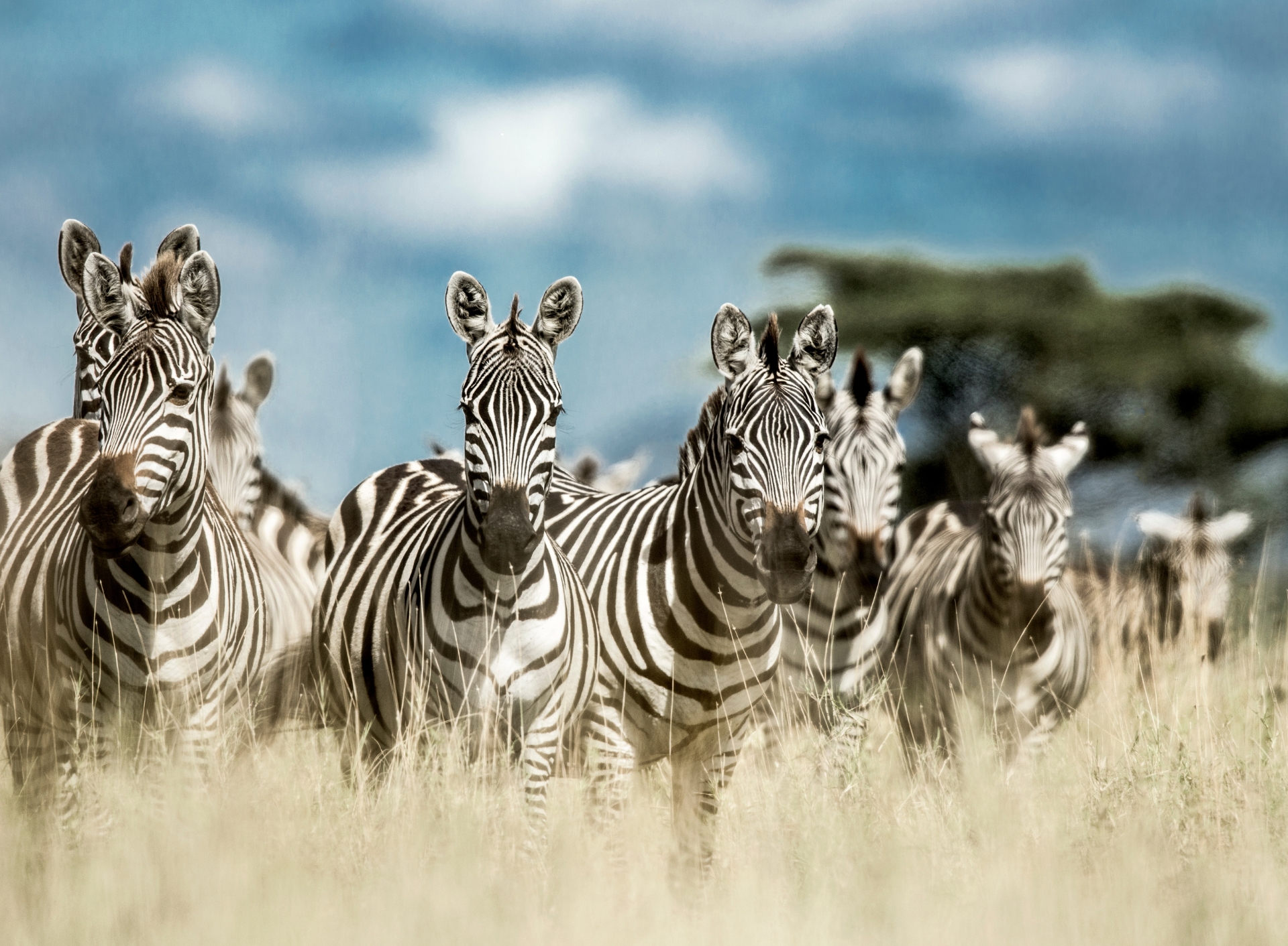 6-Day Northern Circuit Safari in Tanzania
