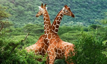 7 Day Tanzania Safari