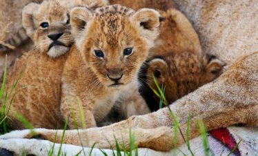 8 Days Luxury Tanzania Safari