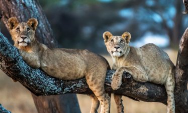 5-Day Tanzania Highlights Safari