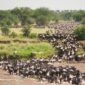 Wildebeest herd crossing a river during the Great Migration
