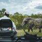 Safari guest in an open vehicle watching an elephant on a game drive