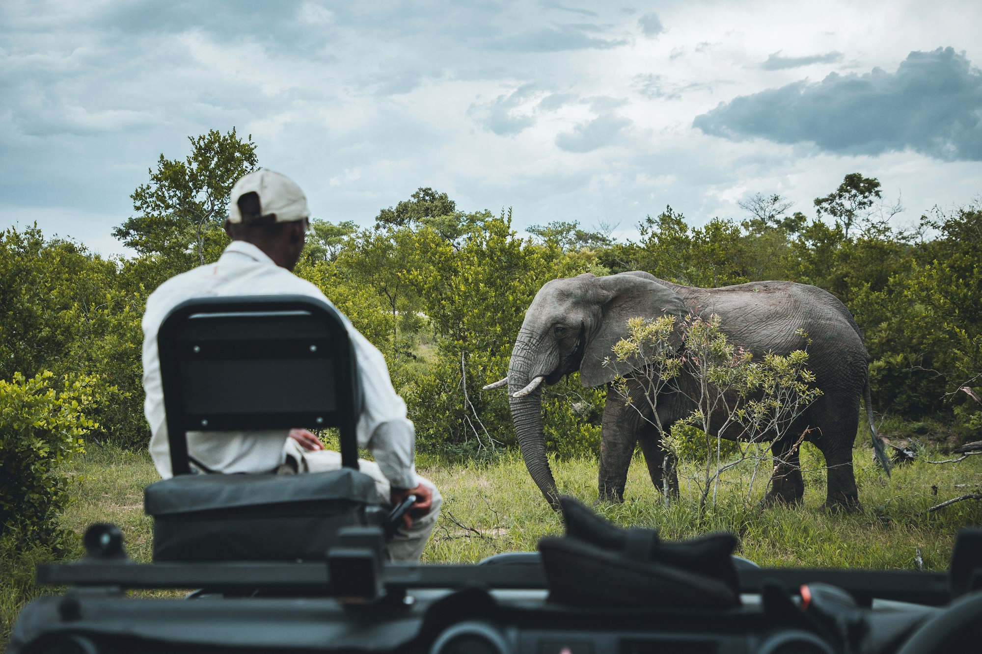 Safari guest in an open vehicle watching an elephant on a game drive